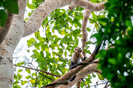 Monkey on tree in the rainforest of Thailand, Asia.