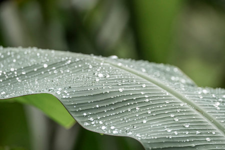 Water drops on banana leaf in rain forest. Close-up view.の写真素材