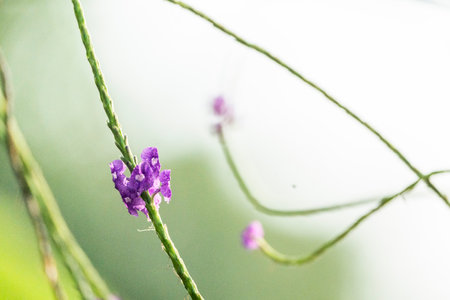 Purple flower with green leaf background,violet flower in natureの写真素材