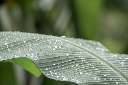 Water drops on the banana leaf in the rainforest of Thailand.