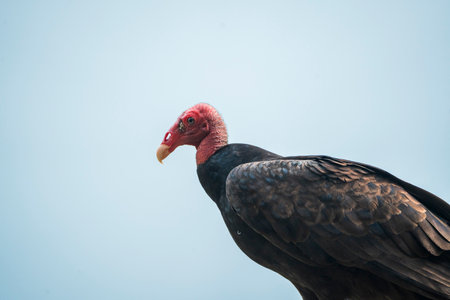 Turkey vulture in the Chobe National Park, Botswana.の写真素材