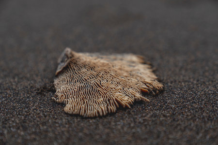 A close-up shot of a dead coral on a black sand beachの写真素材