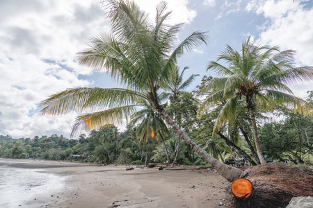 Coconut tree on the beach in Sri Lanka, Asia.の写真素材