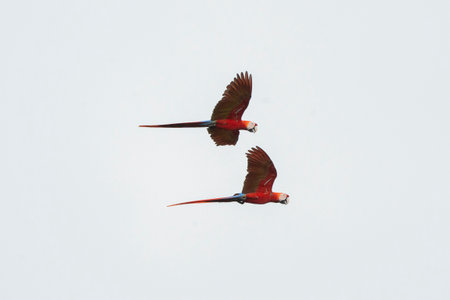 Scarlet macaw (Ara ararauna) in flightの写真素材
