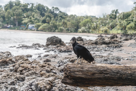 Black vulture on the beach in Costa Rica, Central America.の写真素材