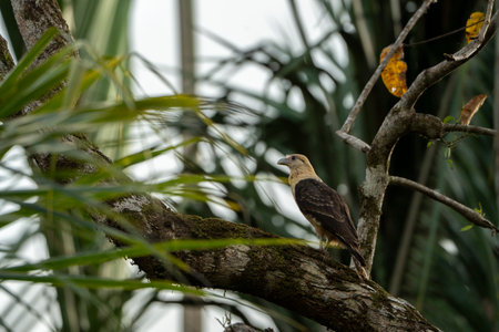 Crested Fish Eagle in the rainforest of Costa Rica.
