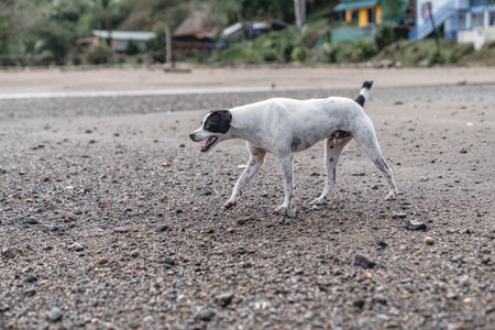 Dog on the beach of Sri Lanka. Selective focus with shallow depth of field.の写真素材