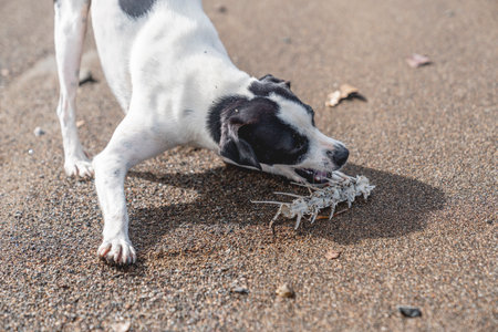 Jack russell terrier dog playing with a piece of fish on the beach