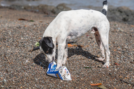 Dog playing on the beach with a toy in the form of a bottle