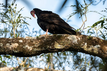 Turkey Vulture (Cathartes aura) perched on a branchの写真素材