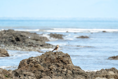Bird on the rock at the beach in Lanzarote, Canary Islands
