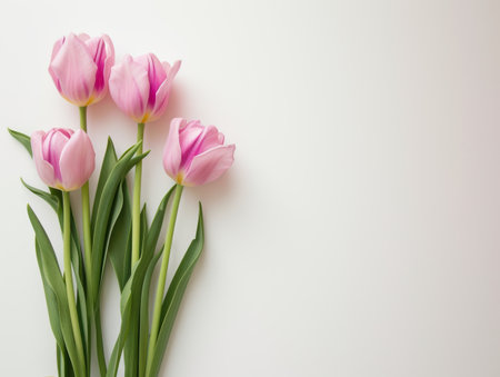 Bouquet of pink tulips on a white background with copy spaceの素材