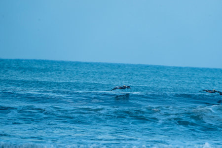 Pelicans flying over the sea. The pelican is a bird in the pelican family.の写真素材