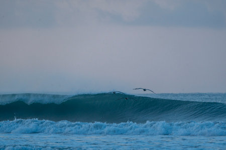 Seagulls flying over ocean waves at sunset. Big stormy waves