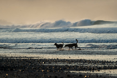 Two dogs playing on the beach at sunset. Shallow depth of fieldの写真素材