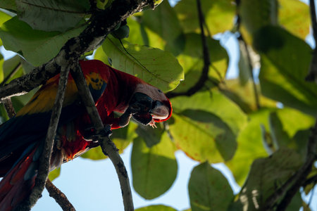 Scarlet macaw (Ara macao) in a treeの写真素材