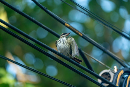 Babbler on the wire in the park,Thailand.の写真素材