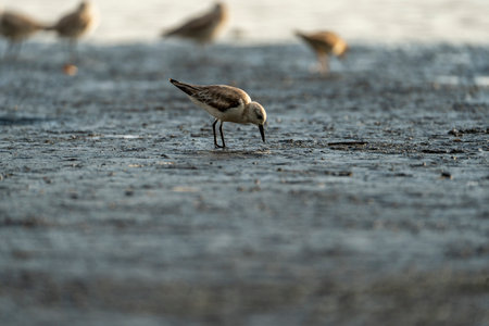 Sanderling (Calidris alba) on the beachの写真素材
