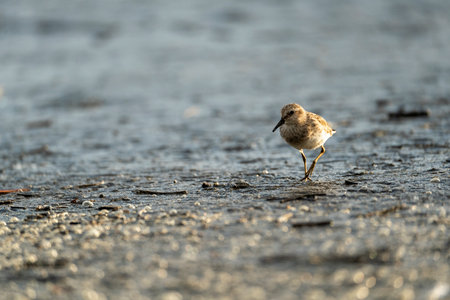 Sandpiper (Calidris hypoleucos) on the beachの写真素材