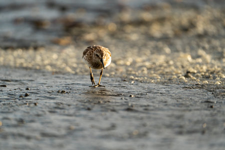 Little Sandpiper (Calidris alba) walking on the beachの写真素材