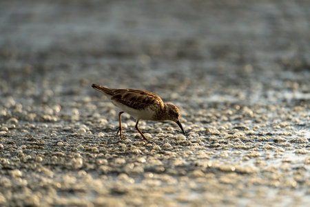 Sandpiper (Calidris alba) walking in the waterの写真素材