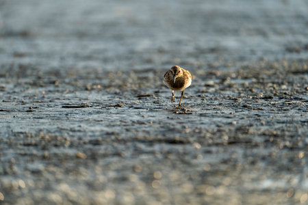 Sandpiper (Actitis hypoleucos) in natural habitat