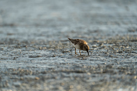 Little Sandpiper (Actitis hypoleucos) in the waterの写真素材