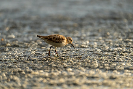 Little Sandpiper (Calidris alba) walking on the groundの写真素材