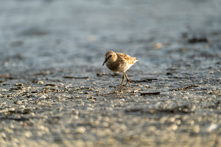 Little Sandpiper (Calidris hypoleucos)の写真素材