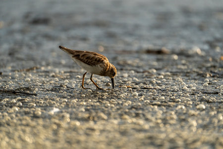 Little Sandpiper (Calidris alba) walking on the beachの写真素材
