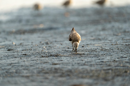 A sandpiper is searching for food in the shallow water.の写真素材