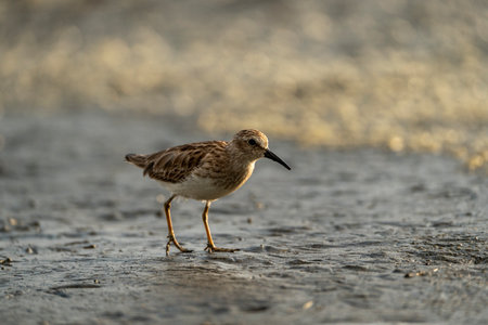 Sandpiper (Calidris hypoleucos) on the beachの写真素材