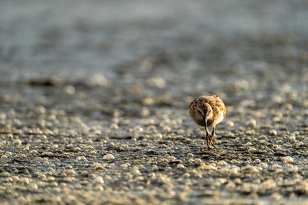 Ruddy Sandpiper (Calidris alba) walking on a beachの写真素材
