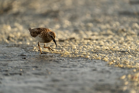 Ruddy sandpiper (Calidris alba) walking on the groundの写真素材