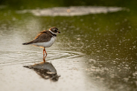 Little ringed plover (Charadrius dubius) in the water
