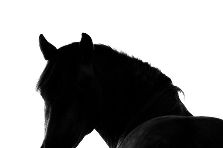 Silhouette of a horse in the studio on a white backgroundの写真素材