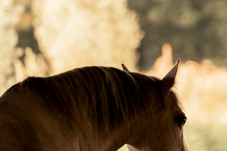 Close up of a horse head in the field with blurred background.の写真素材