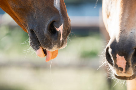 Close up of a horse eating a carrot in the paddock.の写真素材