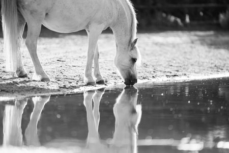 Horse drinking water from a puddle. Black and white photo.の写真素材
