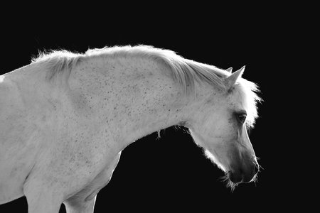 Portrait of a beautiful white horse on a black background. Monochromeの写真素材