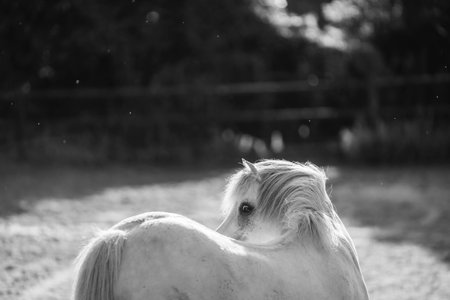 Horse in the paddock. Black and white photo. Selective focus.の写真素材