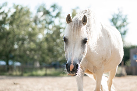 Portrait of a white horse in a paddock on a sunny dayの写真素材