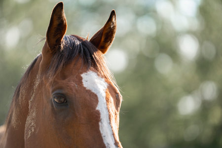 Portrait of a horse on a sunny day. Closeup.の写真素材