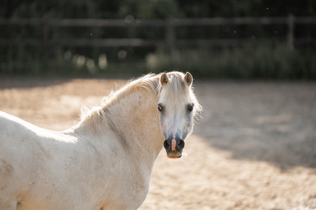 Portrait of a white arabian horse in a paddockの写真素材