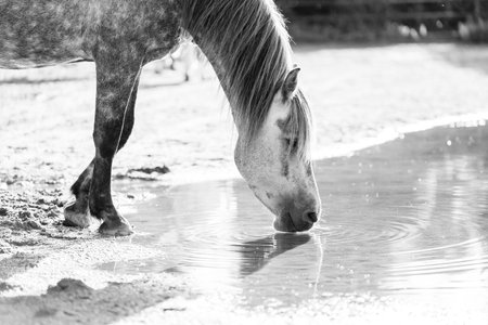 Horse drinking water from a puddle. Black and white photo.の写真素材