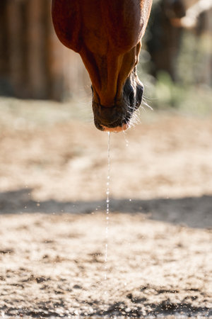 Close up of a horse drinking water from a fountain in the paddockの写真素材