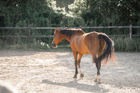 Brown horse in the paddock on a sunny summer day, equestrian sportの写真素材