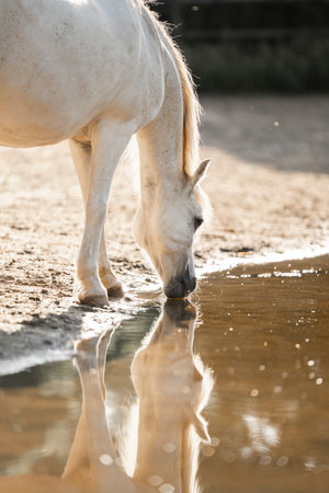 White horse in a paddock drinking water from a puddle.の写真素材