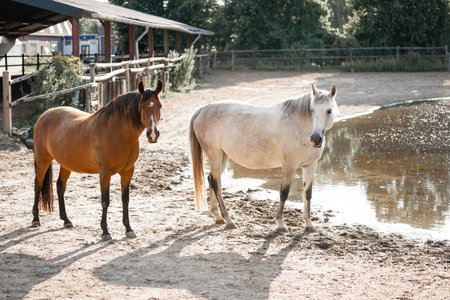 Horses in the paddock on a sunny day. Farm animals.の写真素材