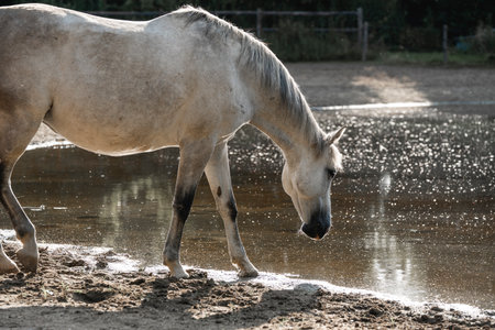 White horse in the paddock on a sunny day. Animal portraitの写真素材